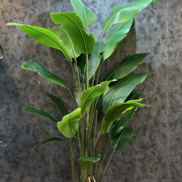 پرنده بهشتی 26 برگ 200 CM