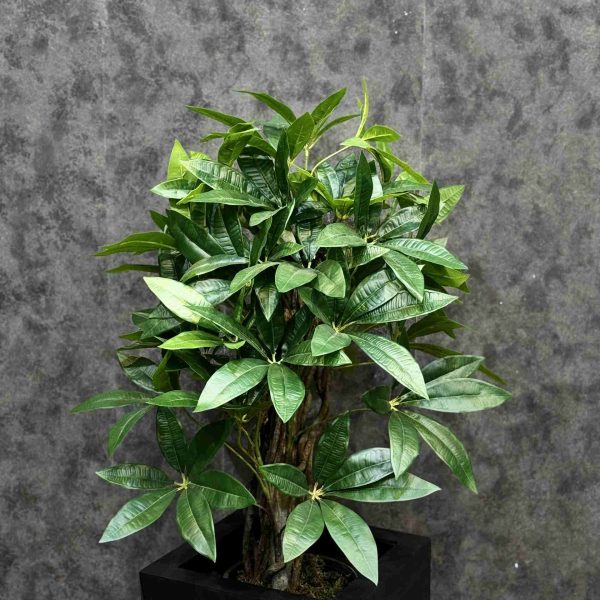 پاچیرا تنه طبیعی 110 CM