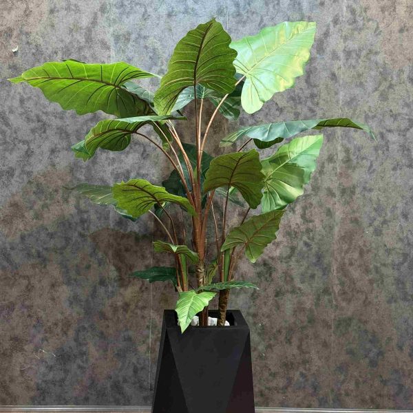 بابا ادم بوته ایی 160 cm