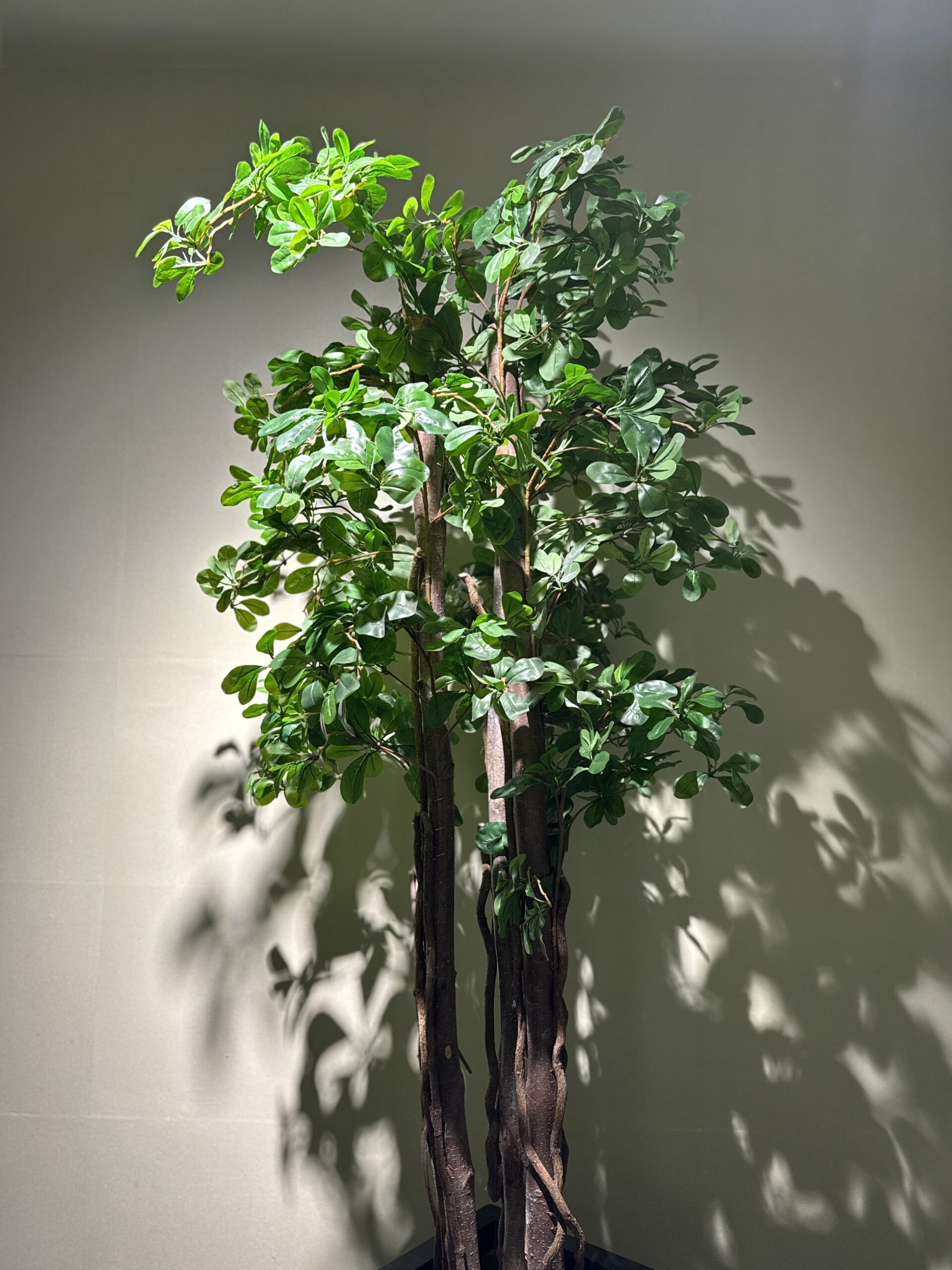 Sheflora